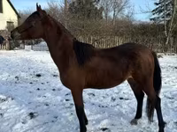 اسب نر, Arabian horse — عکس 4