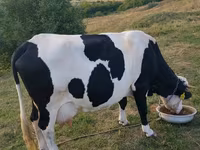 گاو ماده, Russian Black pied cattle — عکس 1