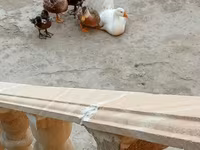 გერმანული პეკინი — ფოტო 4
