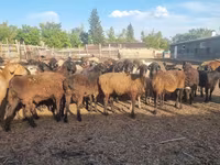 Brebis, Hissar sheep — photo 1