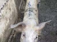 Babi hutan, Дюрок — foto 2