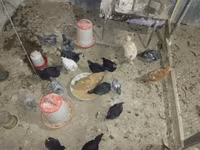 آسترالورپ — عکس 2
