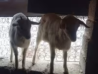 Koza, Kozy — foto 3