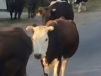 Ko, Latvian Blue cattle — foto 5