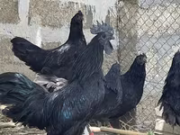 Ayam Cemani — foto 2