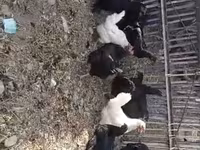 Chickens — ፎቶ 2