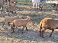 Խոյ, Cameroon sheep — լուսանկար 1
