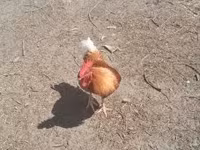 Chickens — foto 2