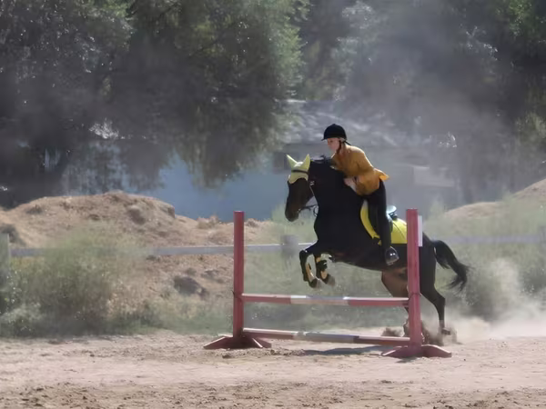 Cavalla, Cavalli