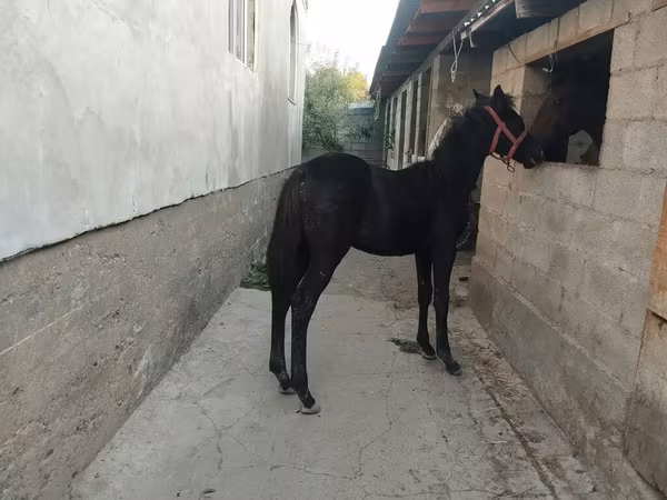 Pastuv, Anglo-Arabian