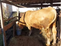 گاو نر, Simmental cattle — عکس 1