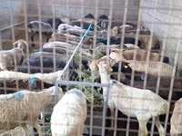 قوچ, گوسفند — عکس 1