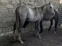 Kobila, Коњи — fotografija 1