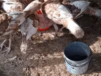 Turkeys — foto 2