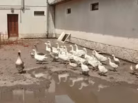 Geese — 6. fotó