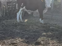 Toro, Mucca kazaka a testa bianca — foto 3