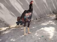 اسب نر, اسب — عکس 2