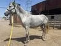 Mare, Orlov Trotter — photo 7