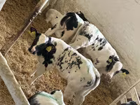 የከብት እንስሳት (ቡድን፣ ጾታ አልተጠቀሰም), Cattle — ፎቶ 3