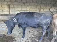 Býk, Russian Black pied cattle — foto 7