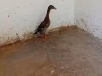 Indian Runner — foto 3