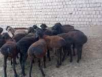 Kambing jantan, Blackheaded Persian sheep — foto 2