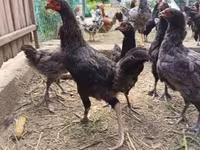 Chickens — foto 3