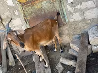 母山羊, Nubian Goat — 照片 4