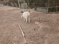 Ged, Saanen goat — foto 4