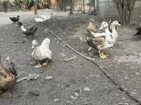 Ducks — foto 5