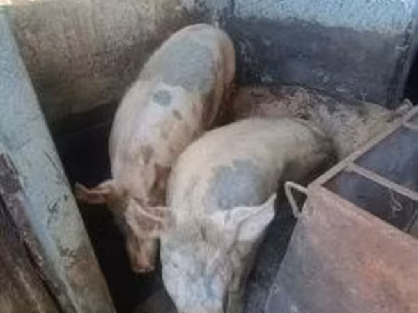 Sow, Pigs