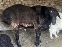 Widder, Hissar sheep — Foto 1