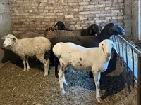 میش, گوسفند — عکس 2