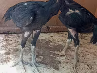 Chickens — عکس 2