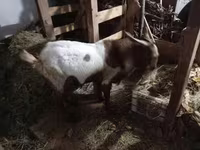 Taka, Nubian Goat — 1-rasm