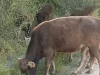 Bull, Cattle — photo 3