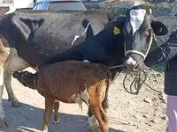 Lembu betina, Russian Black pied cattle — foto 2
