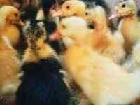 Ducks — عکس 3