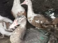 Domestic Muscovy — foto 1