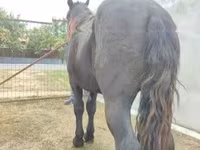 گھوڑا, گھوڑے — تصویر 4