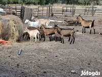 Kambing (lot, jantina tidak dinyatakan), Goats — foto 6