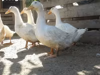 Ducks — foto 5