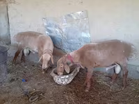 Ram, Arashan sheep — photo 3