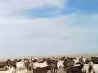 Lo’, Latvian Blue cattle — sawirka 4