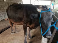 گائے, مویشی — تصویر 1
