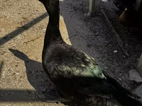 Ducks — عکس 1
