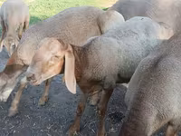 قوچ, Hissar sheep — عکس 3