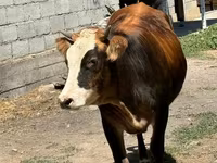 Krava, Swiss cattle — foto 2