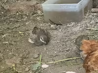 Chickens — تصویر 5