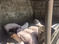 Vier, Porci — foto 6